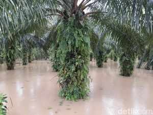 Banjir di Bengkulu Kian Meluas, Petani Terancam Gagal Panen
