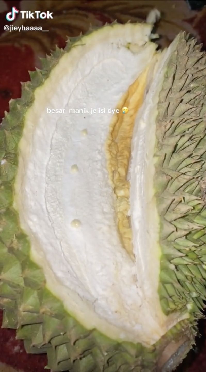 Durian zonk, isinya super kecil
