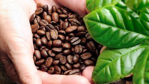 10 Negara yang Dikenal sebagai Penghasil Kopi Terbaik di Dunia