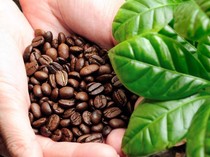5 Kopi Indonesia dengan Karakteristik Istimewa, dari Sumatera hingga Bali