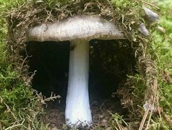 Mencengangkan! Foto Ini Seperti di Negeri Dongeng