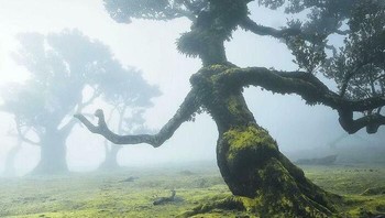 Manusia pohon. Foto: Reddit via Boredpanda