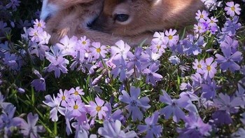 Seperti di dunia putri salju. Foto: Reddit via Boredpanda