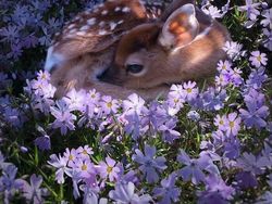 Mencengangkan! Foto Ini Seperti di Negeri Dongeng