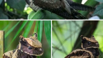 Burung ini mirip naga. Foto: Reddit via Boredpanda