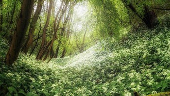 Hutan di musim semi ini seperti berada di negeri dongeng. Foto: Reddit via Boredpanda
