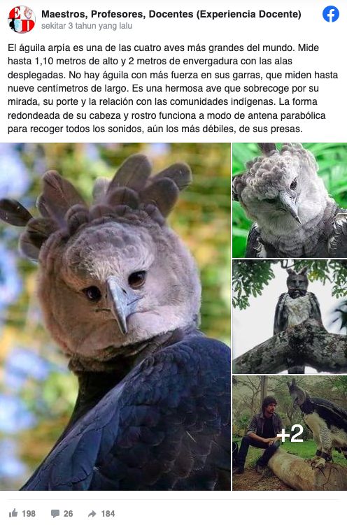 Harpy eagle