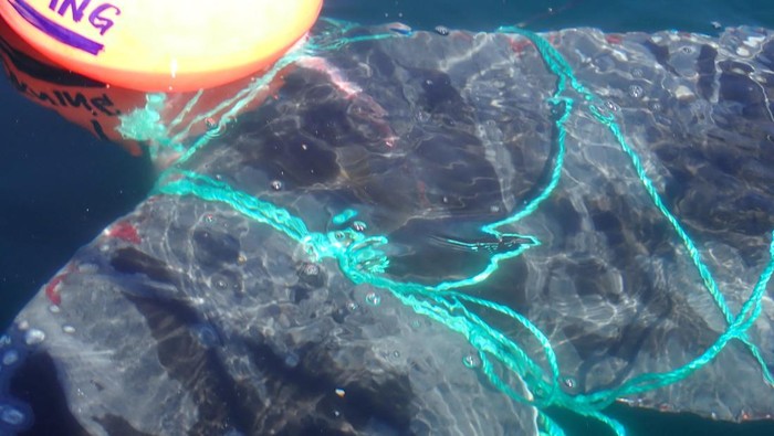 A whale entangled in ropes and a buoy is pictured, in the Norwegian part of the Barents Sea, Norway, June 29, 2022. Norwegian Coast Guard/Handout via REUTERS ATTENTION EDITORS - THIS IMAGE HAS BEEN SUPPLIED BY A THIRD PARTY. NO RESALES. NO ARCHIVES. MANDATORY CREDIT.