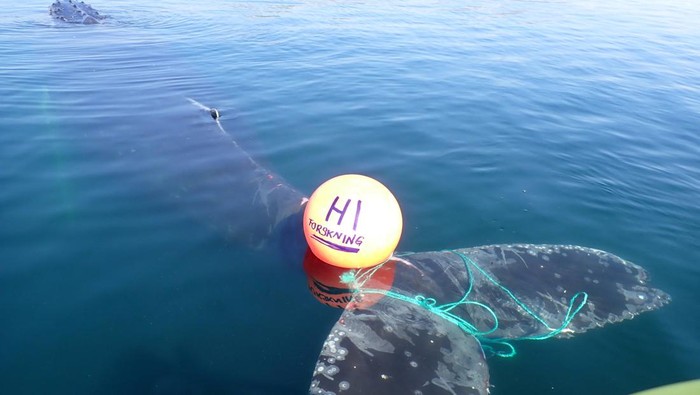 A whale entangled in ropes and a buoy is pictured, in the Norwegian part of the Barents Sea, Norway, June 29, 2022. Norwegian Coast Guard/Handout via REUTERS ATTENTION EDITORS - THIS IMAGE HAS BEEN SUPPLIED BY A THIRD PARTY. NO RESALES. NO ARCHIVES. MANDATORY CREDIT.