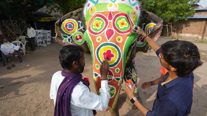 Meriahkan Festival Rath Yatra, Gajah di India Dilukis Warna-warni People paint decorative motifs on an elephant in preparation of the annual Rath Yatra, or chariot procession of Lord Jagannath, in Ahmedabad, India, Thursday, June 30, 2022. (AP Photo/Ajit Solanki)