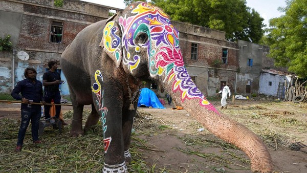 Meriahkan Ritual Rath Yatra, Gajah di India Dilukis Warna-warni