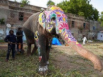 Video: Detik-detik Sekelompok Gajah Panik & Tabrak Kerumunan Warga di India