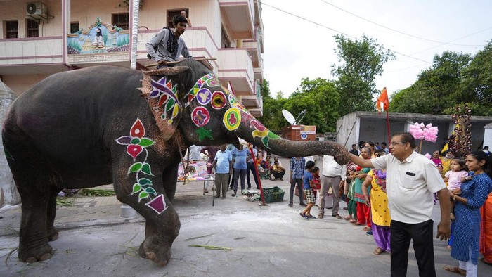 Meriahkan Festival Rath Yatra, Gajah di India Dilukis Warna-warni People paint decorative motifs on an elephant in preparation of the annual Rath Yatra, or chariot procession of Lord Jagannath, in Ahmedabad, India, Thursday, June 30, 2022. (AP Photo/Ajit Solanki)