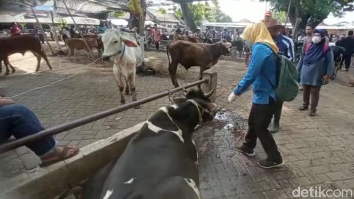 Pasar Hewan Pasuruan kembali dibuka