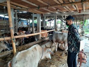 Cek 33 Lokasi, Pemkot Klaim Tak Temukan PMK pada Hewan Kurban di Jakut