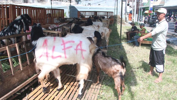 Penjual Hewan Kurban di Malang Beri Asuransi Kematian dan Gratis Ongkir