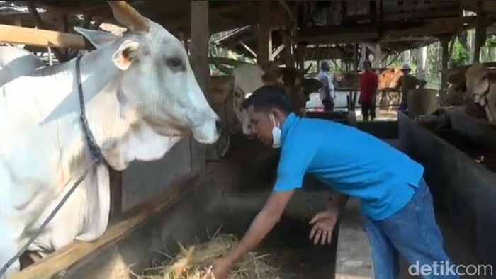 Peternakan hewan sapi di Desa Sumurbarang, Kecamatan Cibogo, Kabupaten Subang.