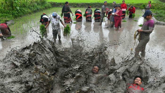 Farmers prepare to plant rice seedlings in a rice paddy field during 