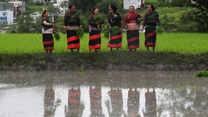 Potret Petani Nepal Asyik Main Lumpur Saat Hari Padi Nasional Farmers prepare to plant rice seedlings in a rice paddy field during