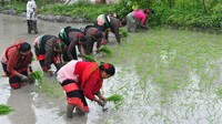 Perayaan tersebut juga ditandai dengan dimulainya musim tanam padi tahunan di Nepal. Hari Nasional Padi di Nepal ditandai setiap tanggal 15 Ashad dalam kalender Nepal di antara akhir Juni hingga awal Juli.