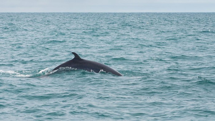 Balaenoptera acutorostrata