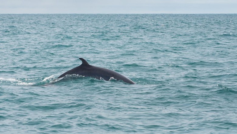 Balaenoptera acutorostrata Balaenoptera acutorostrata