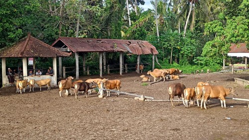 Beberapa ekor sapi di Pasar Hewan Bebandem, Karangasem.