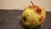 Buah apel ini terlihat busuk, namun jika digigit, kamu akan merasakan apel mousse lezat dengan lapisan cokelat isinya krim custard yang manis. Foto: boredpanda.com / Instagram : @chefbenchurchill