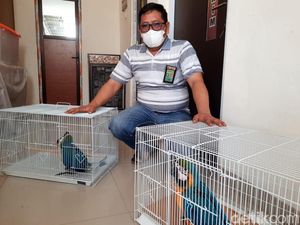 Polisi dan BKSDA Gagalkan Penyelundupan Satwa Dilindungi Lintas Daerah