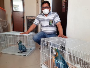 Polisi dan BKSDA Gagalkan Penyelundupan Satwa Dilindungi Lintas Daerah