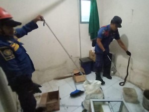 Ngeri! Sepasang Kobra Masuk Rumah Warga di Bogor
