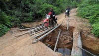 Hutan Harapan dengan luas 98.555 hektare yang dikelola PT Restorasi Ekosistem Indonesia (REKI) merupakan rumah bagi delapan ekor gajah sumatra (elephas maximus Sumatranus) dan sekaligus perlintasan satwa payung lain seperti harimau dan beruang madu.   