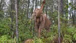 Para Penjaga Damai Gajah dan Manusia di Pedalaman Sumatera