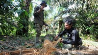 Namun berdasarkan pengalamannya, ancaman tersulit yang pernah dia alami justru datang dari luar, yakni mendinginkan kemarahan warga yang kebunnya “tiba-tiba” berada di koridor gajah atau adanya ranjau paku dan jerat.  