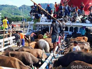Sudah Hampir 1.000 Sapi Asal NTB Masuk Jawa Lewat Banyuwangi