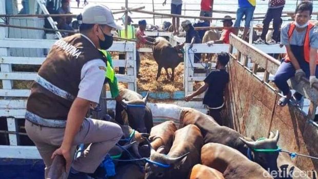 Pelabuhan Tanjung Wangi Banyuwangi jadi lintasan pengiriman sapi dari NTB