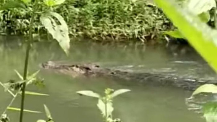 Penampakan salah satu buaya yang muncul ke permukiman warga yang dilanda banjir (Dok. Istimewa).