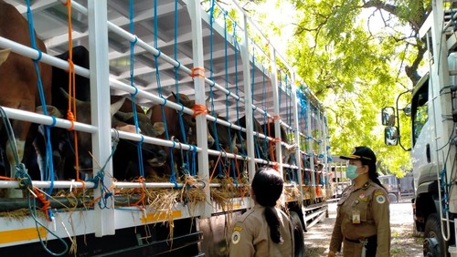 Pengiriman sapi Bali ke Jakarta beberapa waktu lalu.