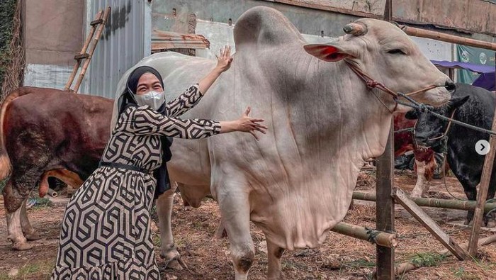 Ria Ricis dan sapi kurbannya.