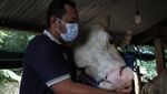 Ini Sapi Kurban Jokowi di Kabupaten Buton, Harganya Rp 110 Juta