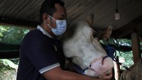 Sapi berbobot lebih dari 1 ton itu dijual ke Presiden Jokowi seharga Rp110 juta per ekor yang diperuntukkan bagi warga Kecamatan Pasarwajo Kabupaten Buton pada perayaan Idul Adha 1443 Hijriah mendatang. 