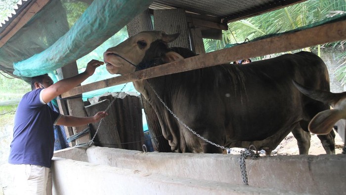 Pemilik sapi jenis simental memeluk sapi dikandangnya seusai dibeli Presiden Jokowi untuk dikurbankan di Kelurahan Arombu, Kecamatan Unaaha, Konawe, Sulawesi Tenggara, Sabtu (2/7/2022). Sapi berbobot lebih dari 1 ton itu dijual ke Presiden Jokowi seharga Rp110 juta per ekor yang diperuntukkan bagi warga Kecamatan Pasarwajo Kabupaten Buton pada perayaan Idul Adha 1443 Hijriah mendatang. ANTARA FOTO/Jojon/aww.