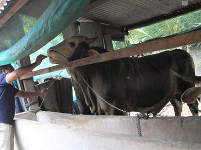 Ini Sapi Kurban Jokowi di Kabupaten Buton, Harganya Rp 110 Juta