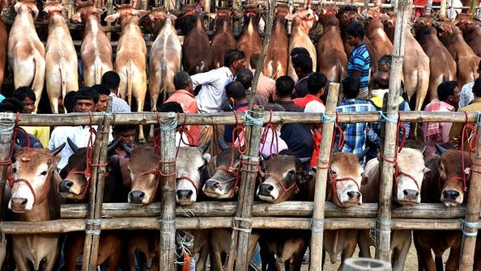 CHITTAGONG-BANGLADESH-28 JUNE: A view of wholesale cattle market in Anwara upazila of Chittagong on the occasion of Eid-al-Adha in Chittagong, Bangladesh on June 28, 2022. Small traders from different cattle markets of the city are the main buyers in this Cattle market of the Anowra upazila. (Photo by Mohammad Shajahan/Anadolu Agency via Getty Images)