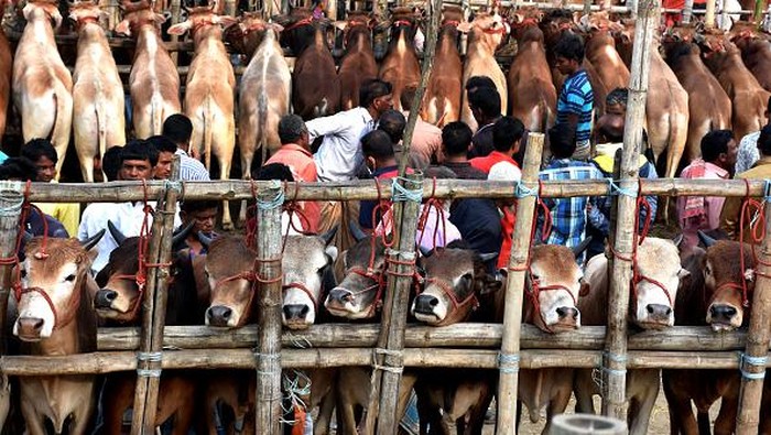 Suasana Pasar Hewan Grosir di Bangladesh Jelang Idul Adha CHITTAGONG-BANGLADESH-28 JUNE: A view of wholesale cattle market in Anwara upazila of Chittagong on the occasion of Eid-al-Adha in Chittagong, Bangladesh on June 28, 2022. Small traders from different cattle markets of the city are the main buyers in this Cattle market of the Anowra upazila. (Photo by Mohammad Shajahan/Anadolu Agency via Getty Images)