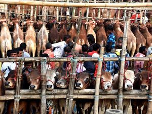 Suasana Pasar Hewan Grosir di Bangladesh Jelang Idul Adha