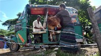 Seorang pembeli hewan ternak menaikan sapi ke bajaj.