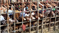 Biasanya pembeli di pasar grosir ini adalah pendagang kecil dari berbagai pasar hewan di kota.  