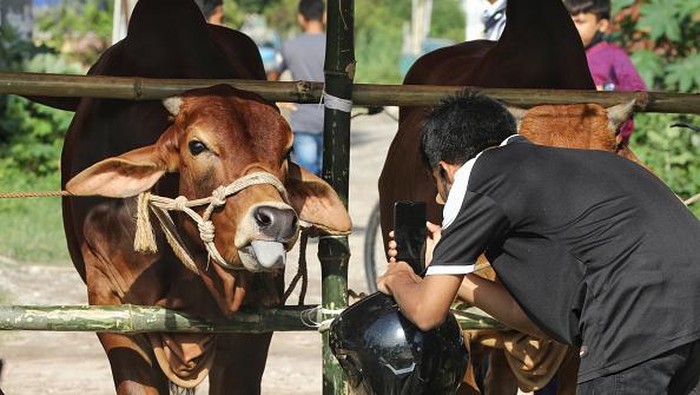 Suasana Pasar Hewan Grosir di Bangladesh Jelang Idul Adha CHITTAGONG-BANGLADESH-28 JUNE: A view of wholesale cattle market in Anwara upazila of Chittagong on the occasion of Eid-al-Adha in Chittagong, Bangladesh on June 28, 2022. Small traders from different cattle markets of the city are the main buyers in this Cattle market of the Anowra upazila. (Photo by Mohammad Shajahan/Anadolu Agency via Getty Images)