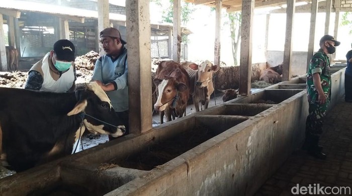 Vaksinasi PMK untuk hewan ternak di Lamongan